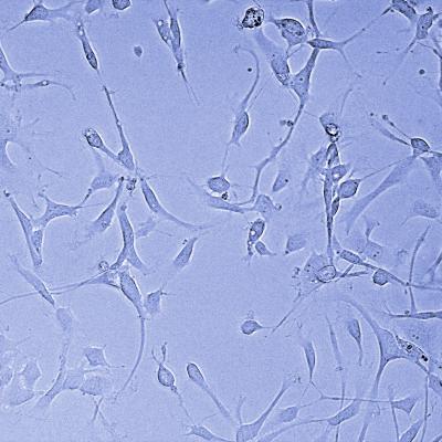 G523 cells