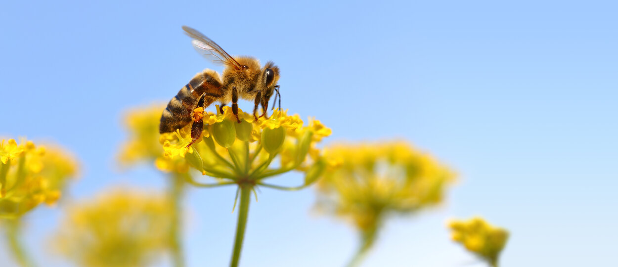 Image of a honey bee landing on a yellow flower