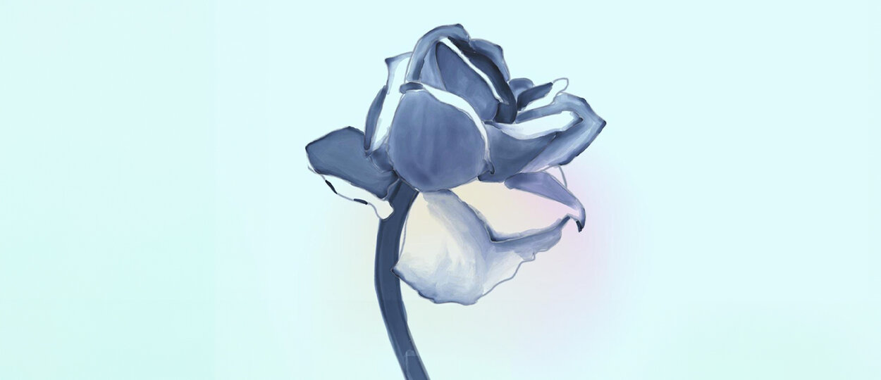 Illustrative rose on blue background