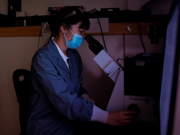 Portrait of Gang Lab Member Tiffany Ho working on a microscope Portrait of Gang Lab Member Tiffany Ho working on a microscope