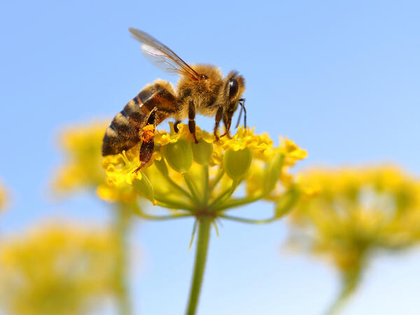 Image of a honey bee landing on a yellow flower