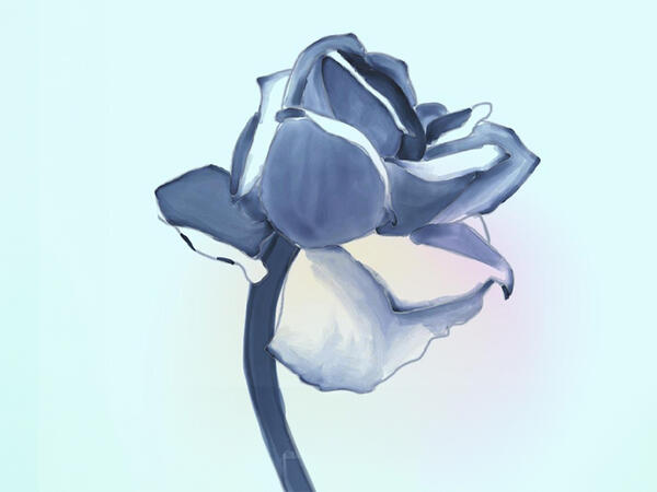 Illustrative rose on blue background